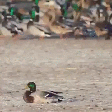 gif-ястреб-атака-селезень-2847714