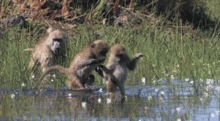 1227581633407841428degif