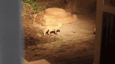 9GAG_Gifs_-_Security_light_came_on_and_these_fox_p