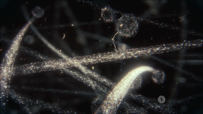 Кинезин шагает