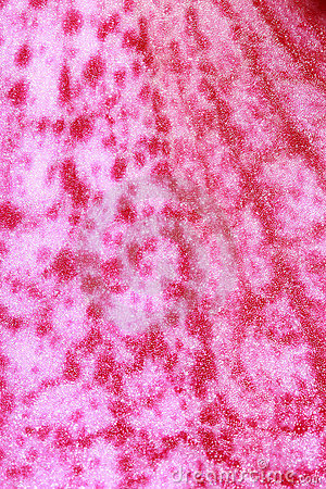 texture-petal-orchid-15441627