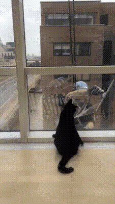 gifs_22