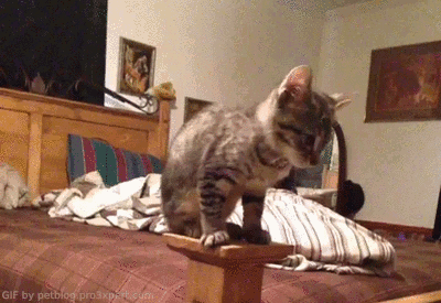 gifs_30