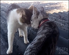 gifs_49