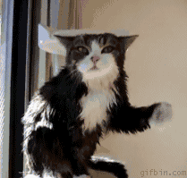 wetcatshake