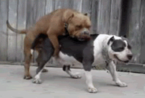 Dogsickparty31919_yapfiles.ru