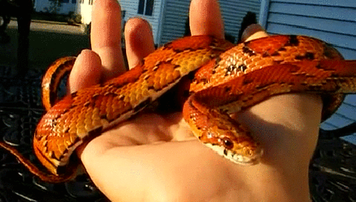 -змея-живность-2866343