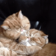 tumblr_o1zi8tZhCb1rrhjaso1_250