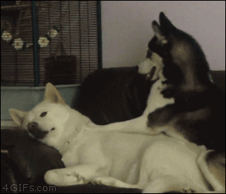 Get up get up get up - Imgur