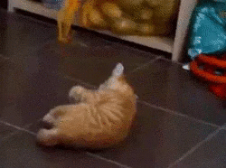 9GAG_Gifs_-_Cat_vs_Potato-700168644010123264