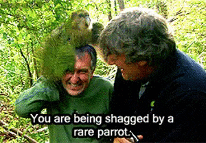 9GAG_Gifs_-_The_world_s_rarest_parrot-700537865667
