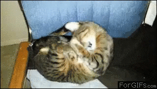 9GAG_Gifs_-_Yaaaawnomnomnom-700350494594768897