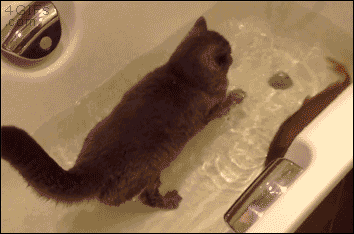Cat-fish-friends-bathtub