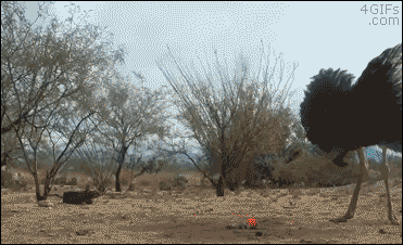 Emu-ostrich-vs-weasel-ball