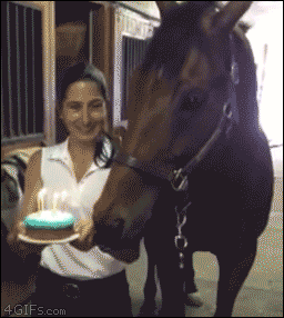 Horse-blows-out-birthday-candles