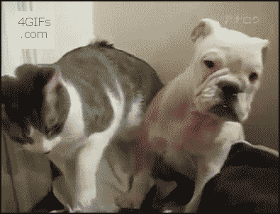 Cat_owns_dog