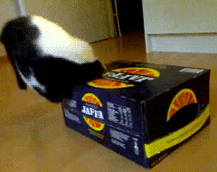 -котэ-живность-коробка-2874996