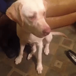 -сладости-тортик-радость-2879265