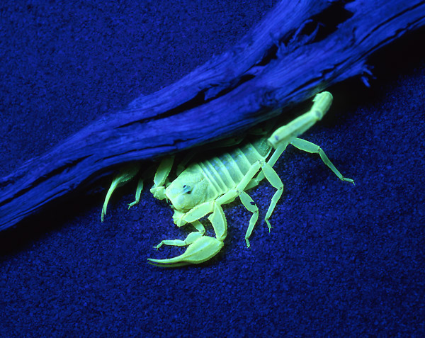 65_uv_florescence_scorpion