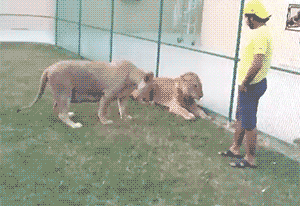 -разнял-стальные-яица-живность-2894609