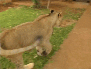 313d4b8336554daa439692e82be