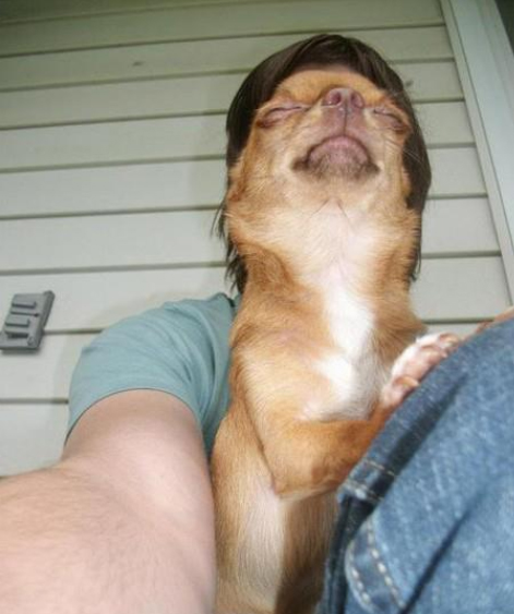 DogFace2_zpsf52420c8