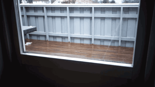 -котэ-живность-2903692