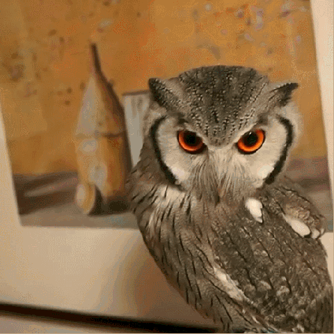 To+please+an+owl_61c841_5843462