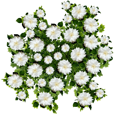bush weiss
