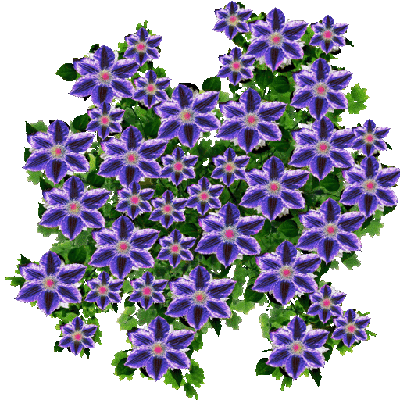 bush_2 blau 1+