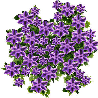bush lila