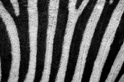 zebra-skin-11297062987MjT[1]