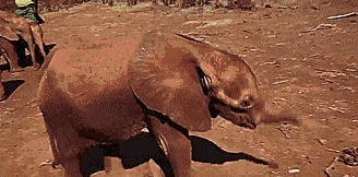 Слонёнок машет хоботом