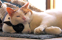 tumblr_mkpiltiMYr1rqmy9yo2_250