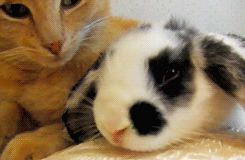 tumblr_mkpiltiMYr1rqmy9yo3_250