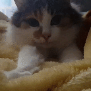 Котомассаж