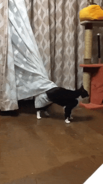 -котэ-живность-2923404