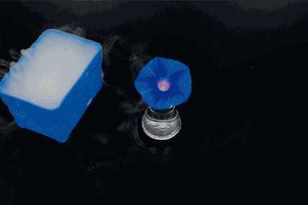 pH среды приводит к изменению цвета цветка (сухим льдом