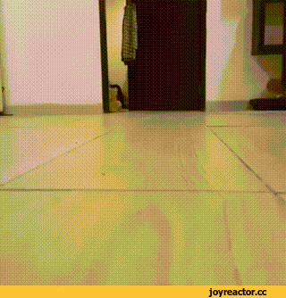 -котэ-милота-2952994