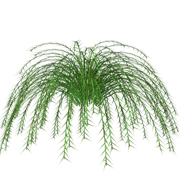 fern_accent___no_pot_base_by_madetobeunique-d485c04