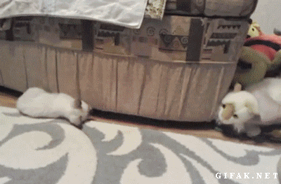 r2_www.catsmob.com_funny_gifs_catsmob_com_03331_007_e8c33caa