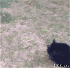 tumblr_o3vruxTlH61tlb56zo1_250