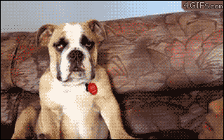 giphy