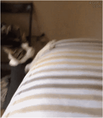 gif-кот-расстыковка-2054437.jpeg