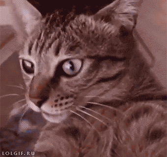 gif-кот-карусель-1865083.jpeg