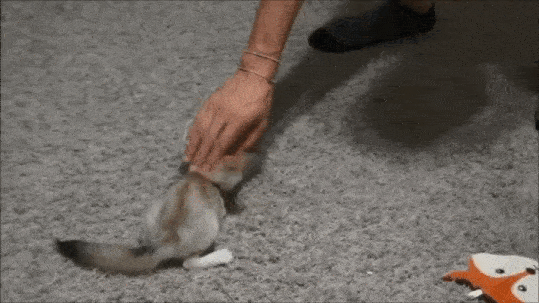 Firefox for mobile (Fennec)