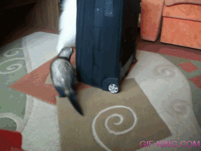 1459373588-f54a41335280cbf2cad79c224f89b5fd