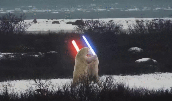 -Медведи-живность-битва-2988822