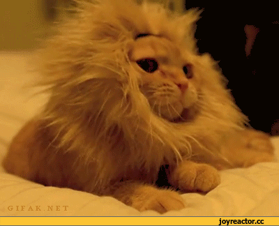 D0B3D0B8D184D0B0D0BDD0B8D0BCD0B0D186D0B8D18FD0BAD0BED182D191D0BDD0BED0BAD0B6D0B8D0B2D0BDD0BED181D182