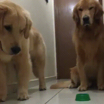 1459115730155654431